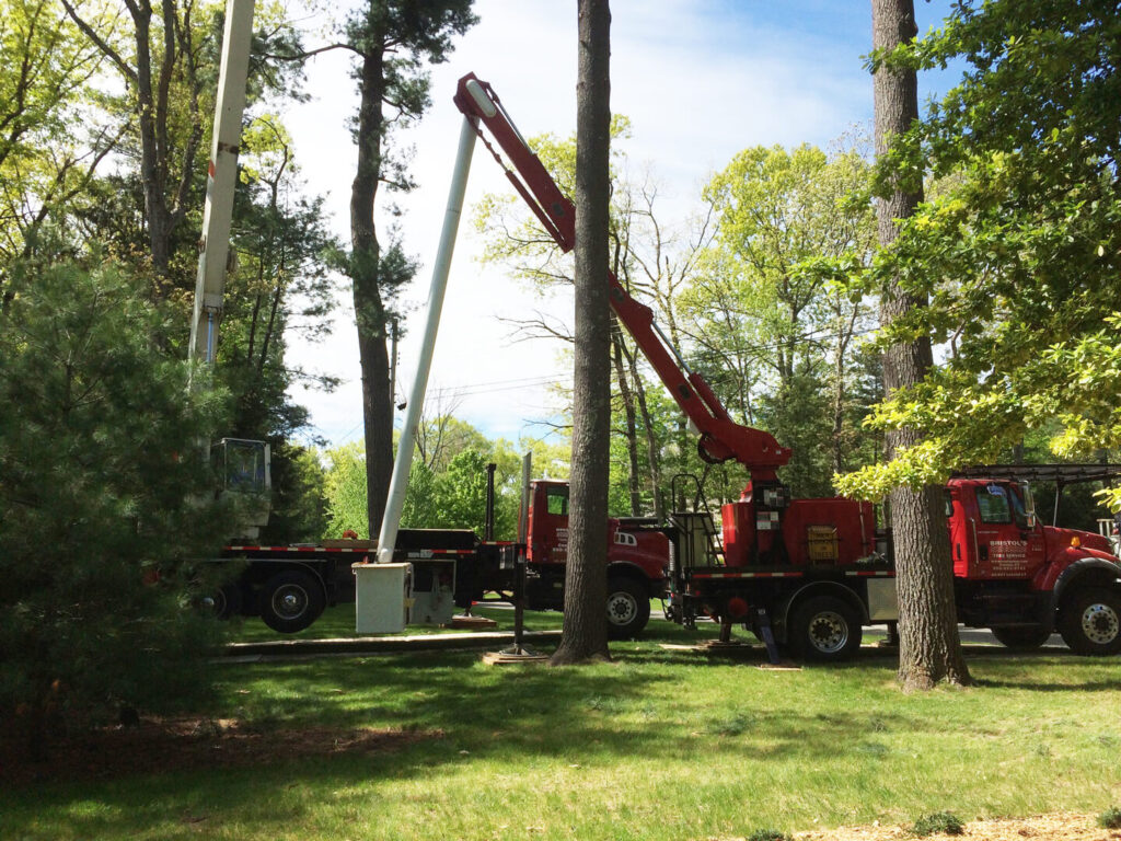 Eco-Friendly Tree Removal Practices
