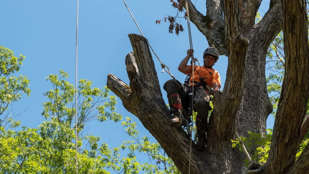 Top Benefits of Hiring an Arborist for Your Tree Care Needs