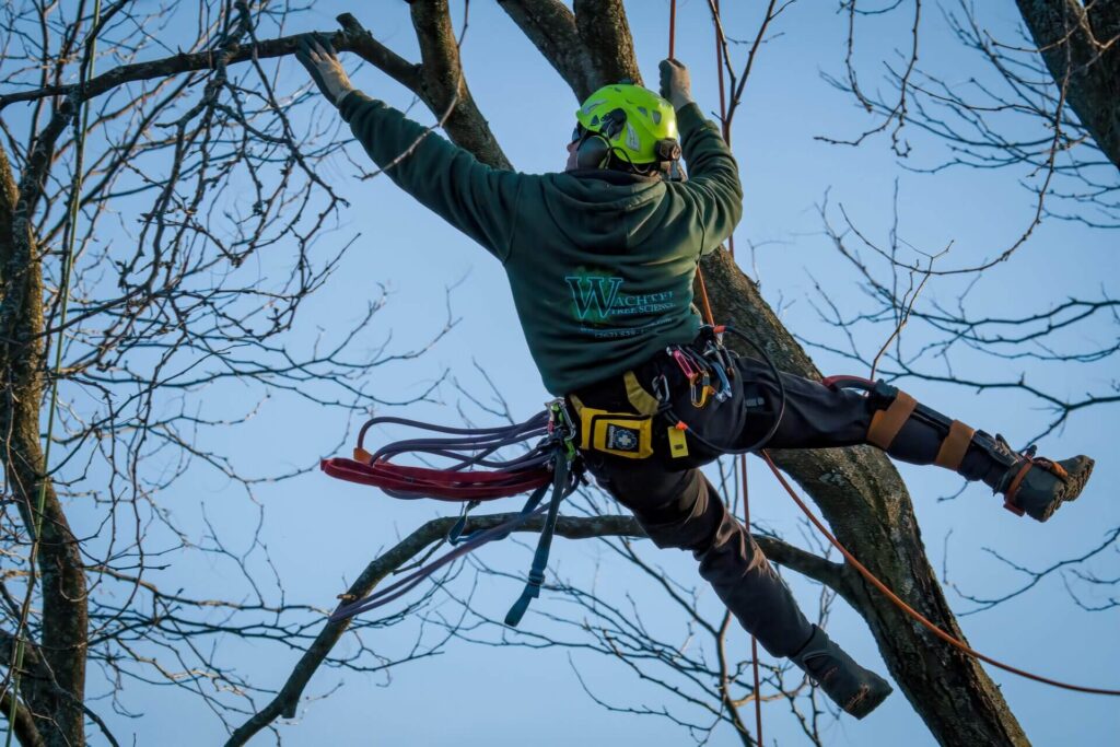 Arborist