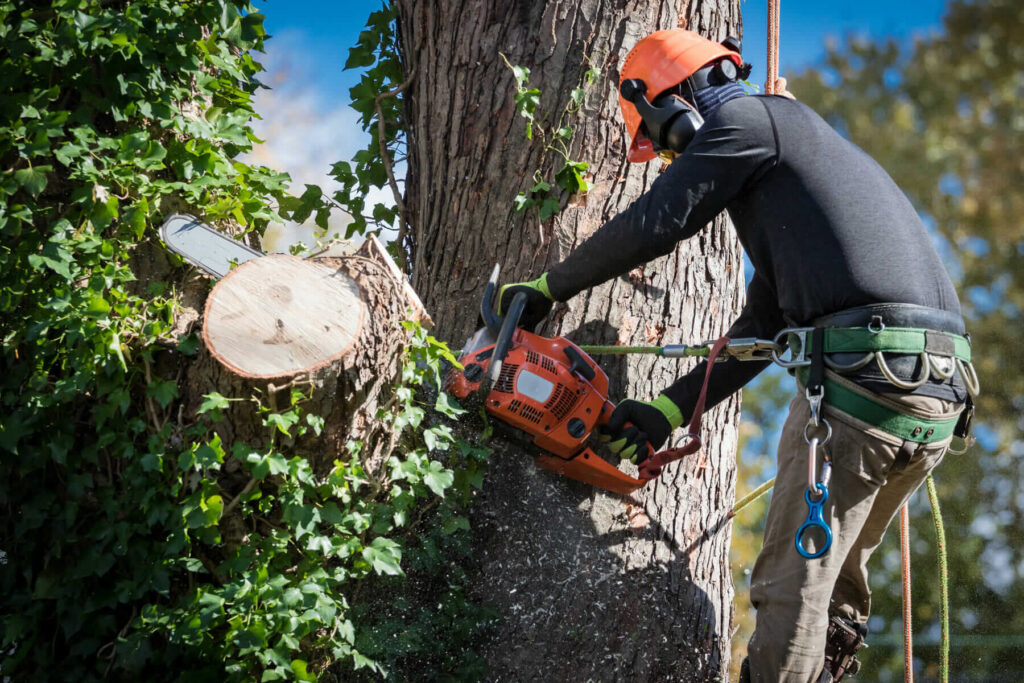 Tree Removal Sydney