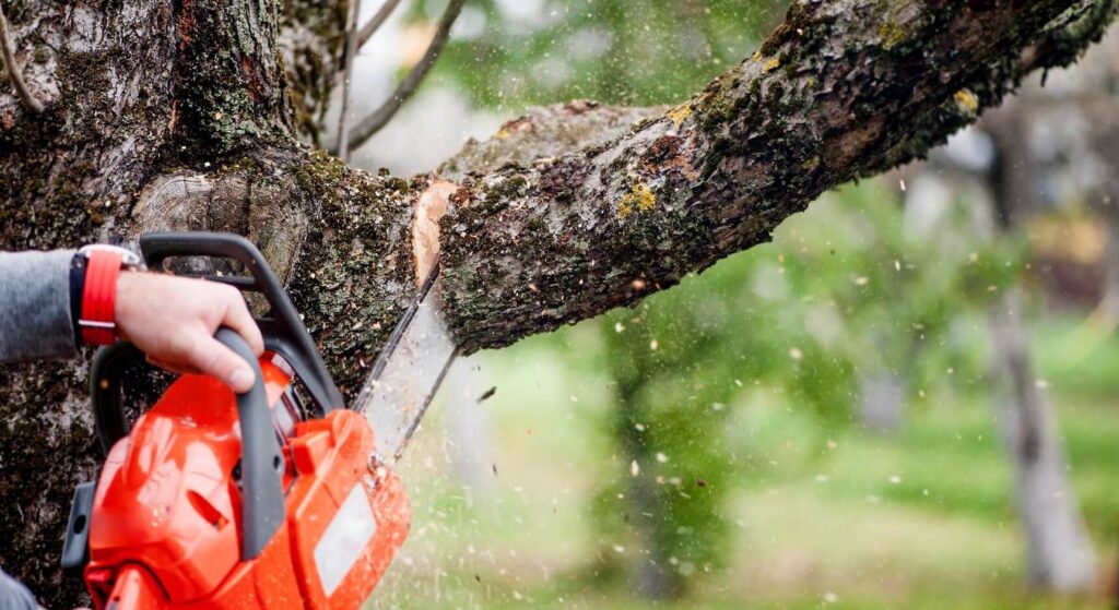 Why Tree Removal Sydney is Essential for Property Safety