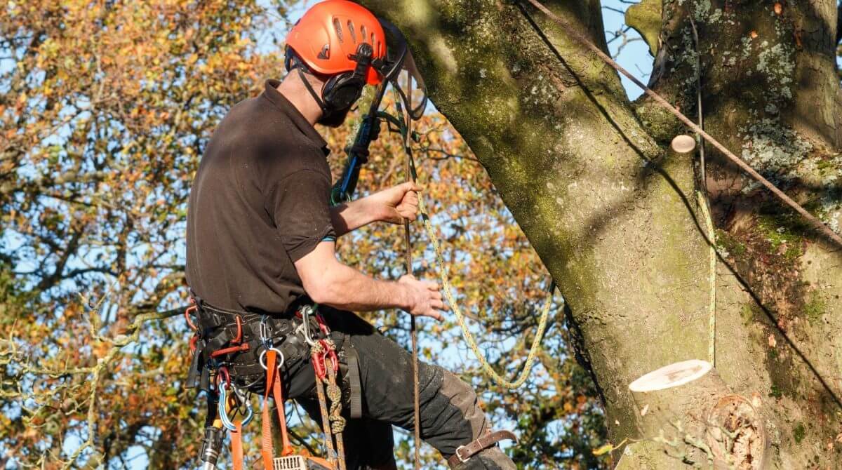 Top Benefits of Hiring an Arborist for Your Tree Care Needs